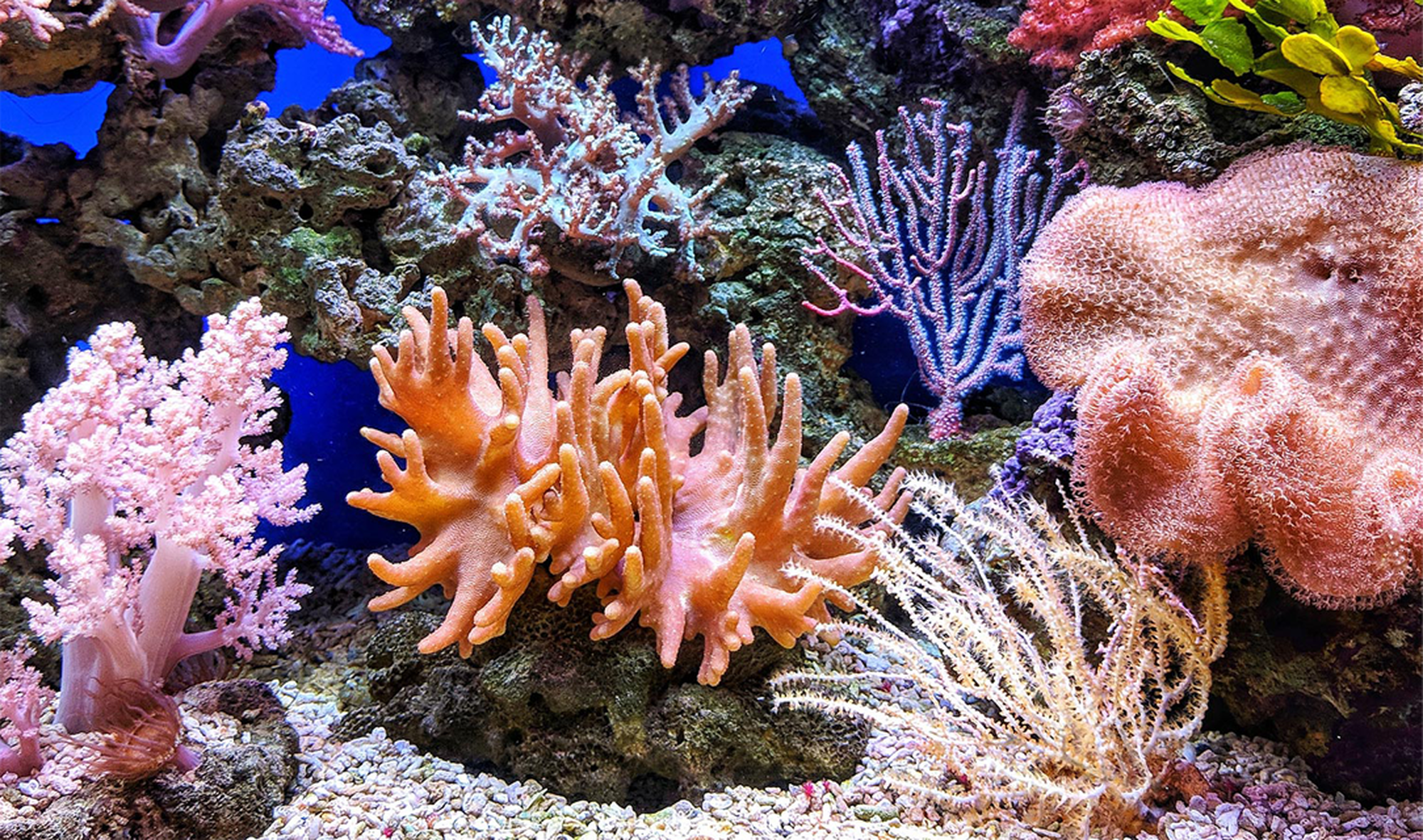 Coral video. Коралловые рифы Фиджи. Подводные растения. Обитатели морей и океанов. Подводный мир красного моря.